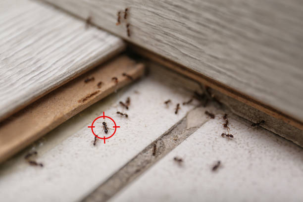 Best Affordable Pest Control Services  in New Miami, OH