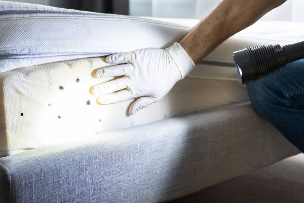 Best Rat Extermination Near Me  in New Miami, OH