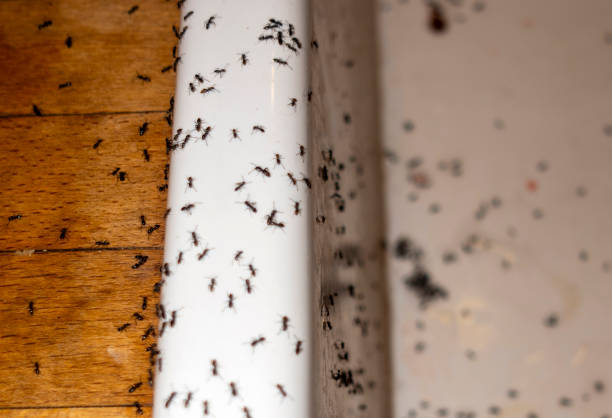Best Best Pest Control Companies  in New Miami, OH